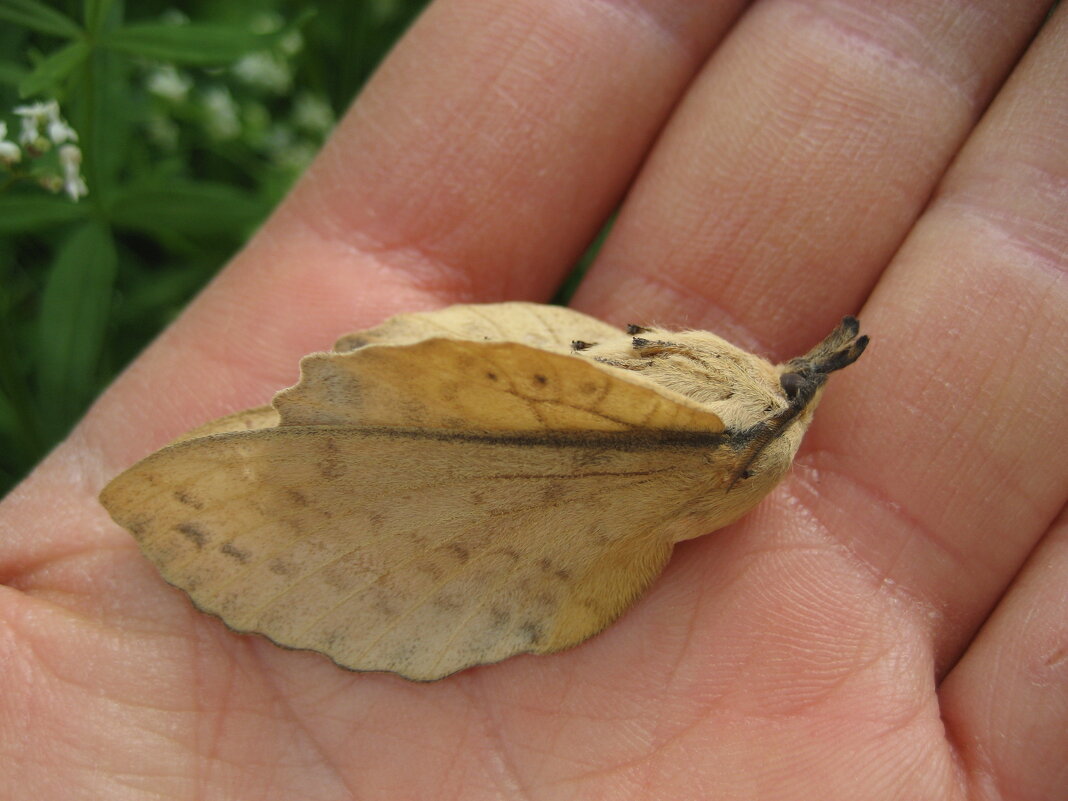 Притворился - Anna Ivanova Притворился - Anna Ivanova