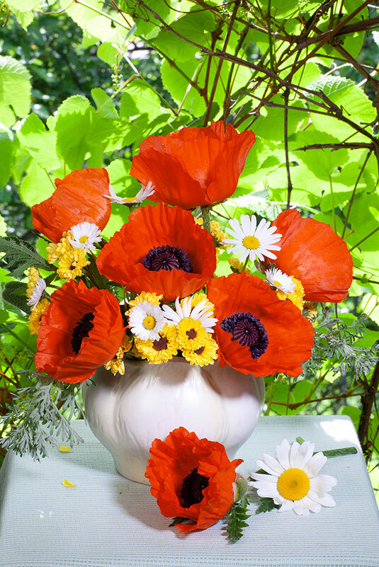 Маки - Ольга Бекетова