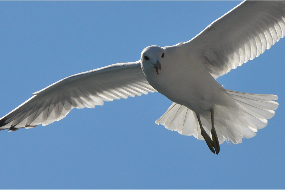 Чайка и небо - Ирина Ватолина Чайка и небо - Ирина Ватолина