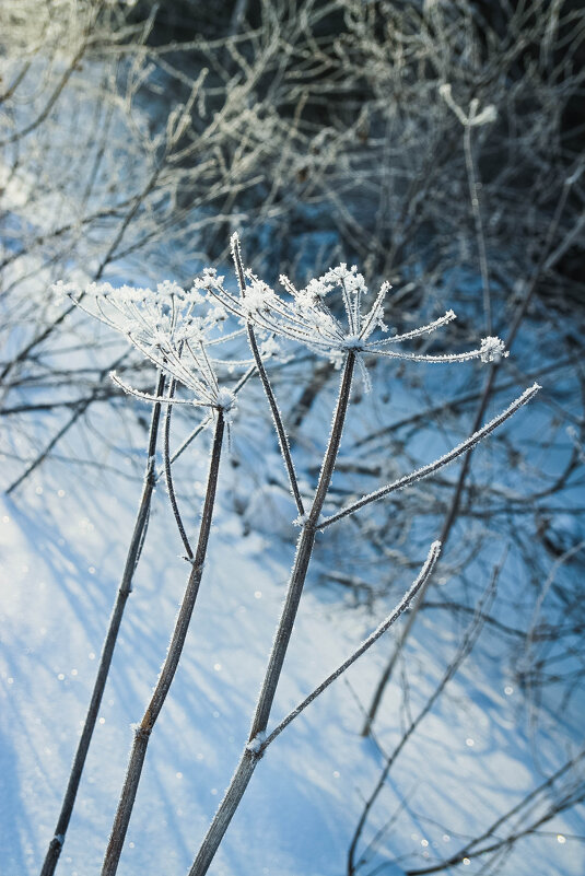 Февраль - Евгения Каравашкина
