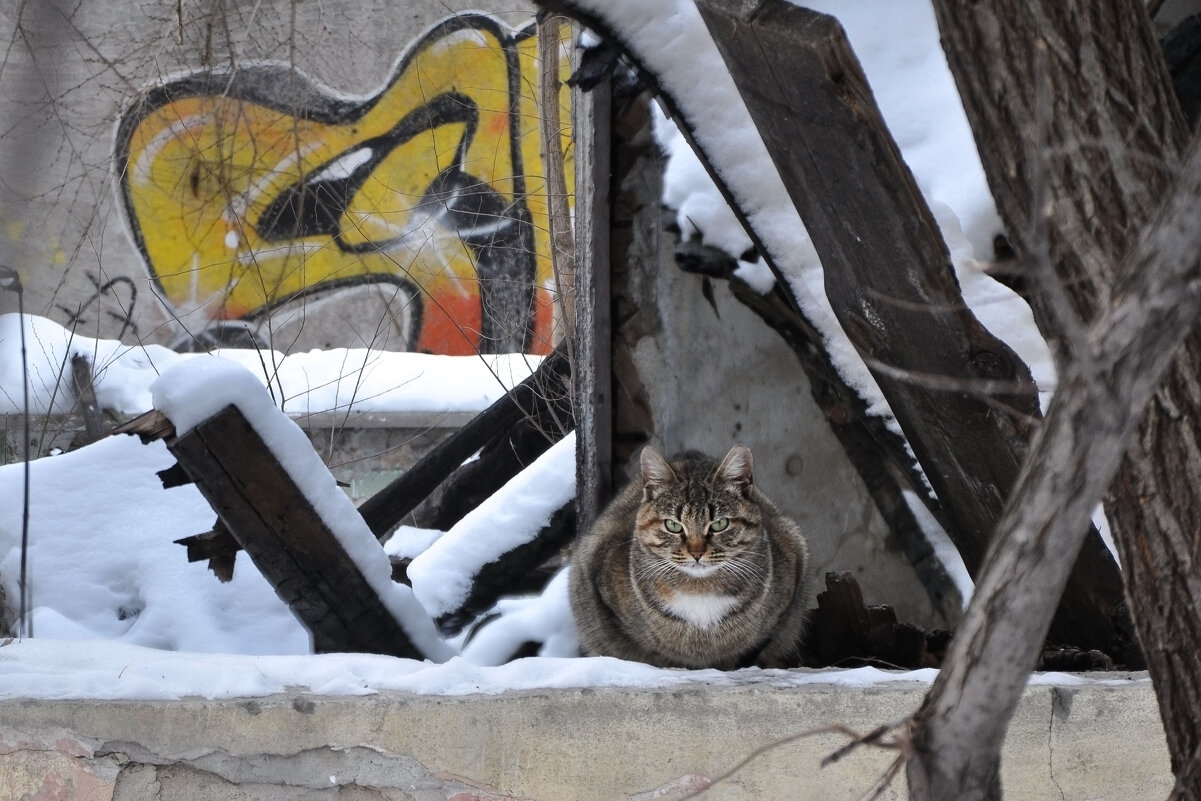 Местный житель - Татьяна Машошина