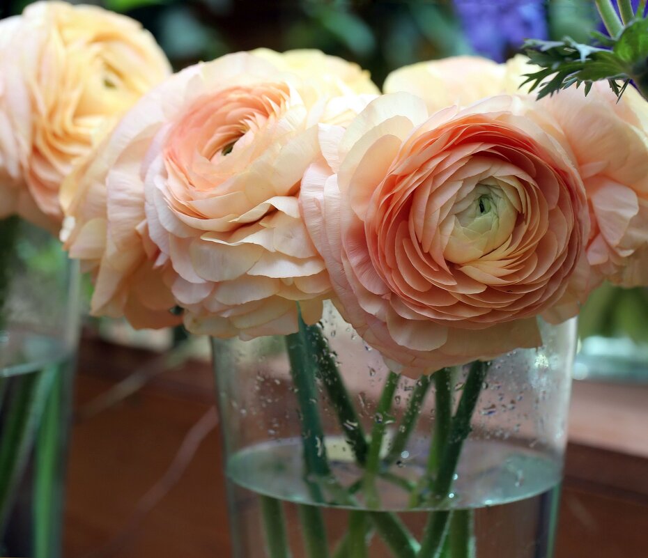 Лютик азиатский - ZNatasha - Лютик азиатский - ZNatasha -