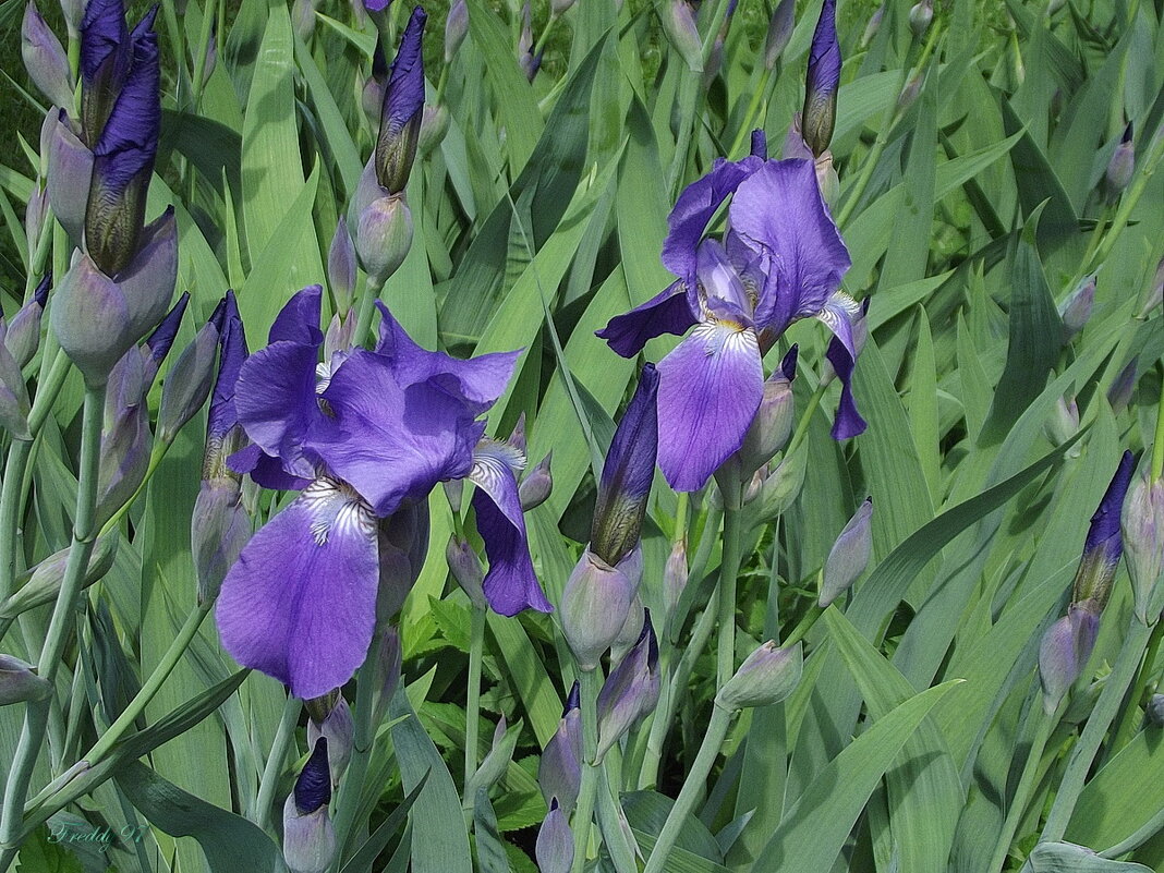 Ирисы - Freddy 97