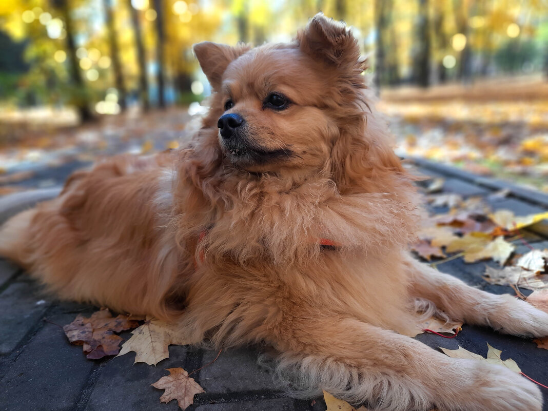 Мой мохнатый рыжий друг - Irene Irene Мой мохнатый рыжий друг - Irene Irene