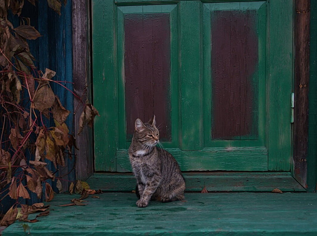 Приблуда - Ирина Картина