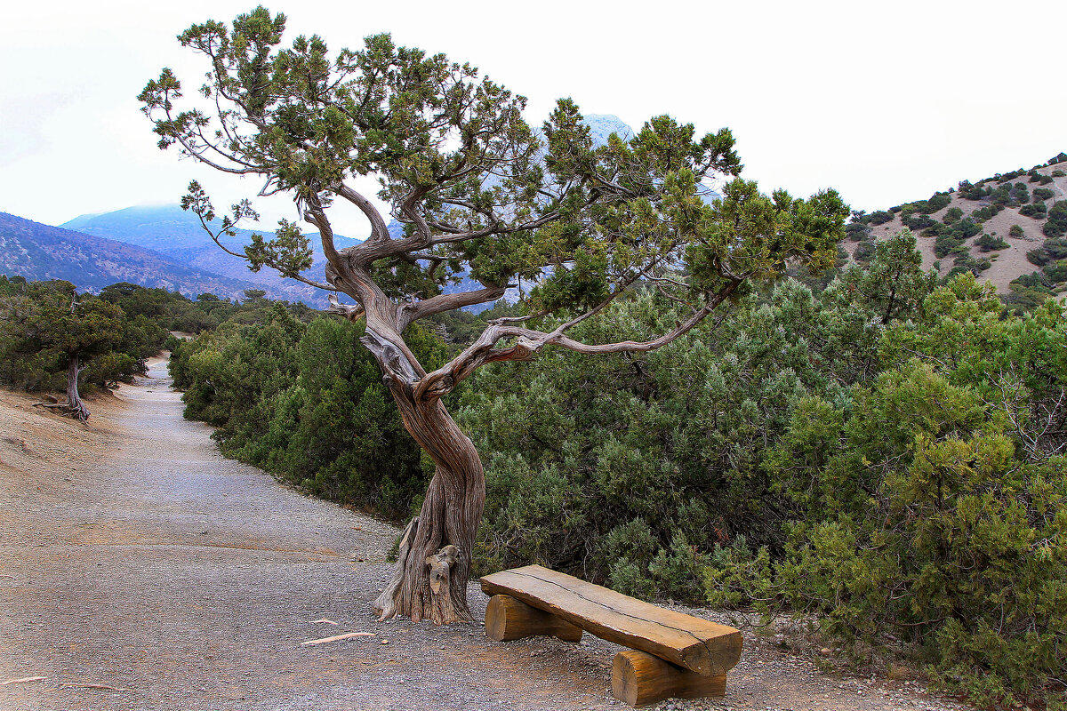 Можжевеловая роща. - Сергей Воротников
