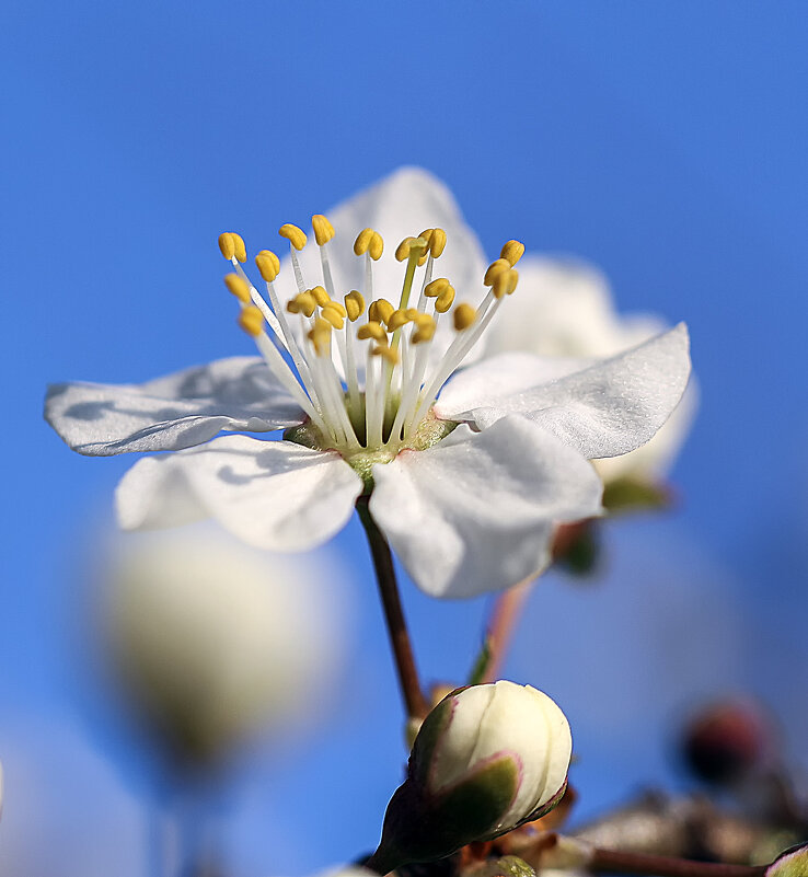 ****** - Андроник Александр ****** - Андроник Александр
