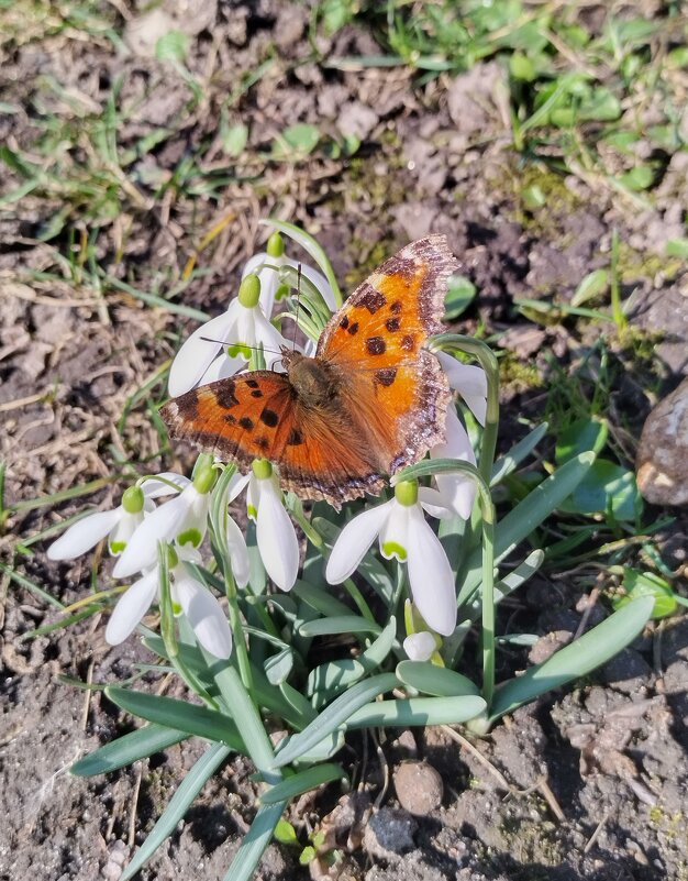 Мартовская бабочка в Калининграде - Elena N Мартовская бабочка в Калининграде - Elena N