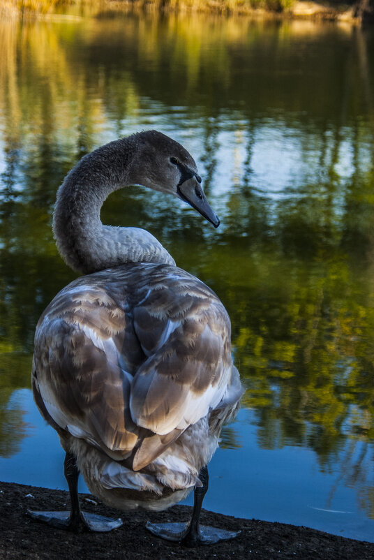 Дичь & озеро - Коля Лукашов Дичь & озеро - Коля Лукашов