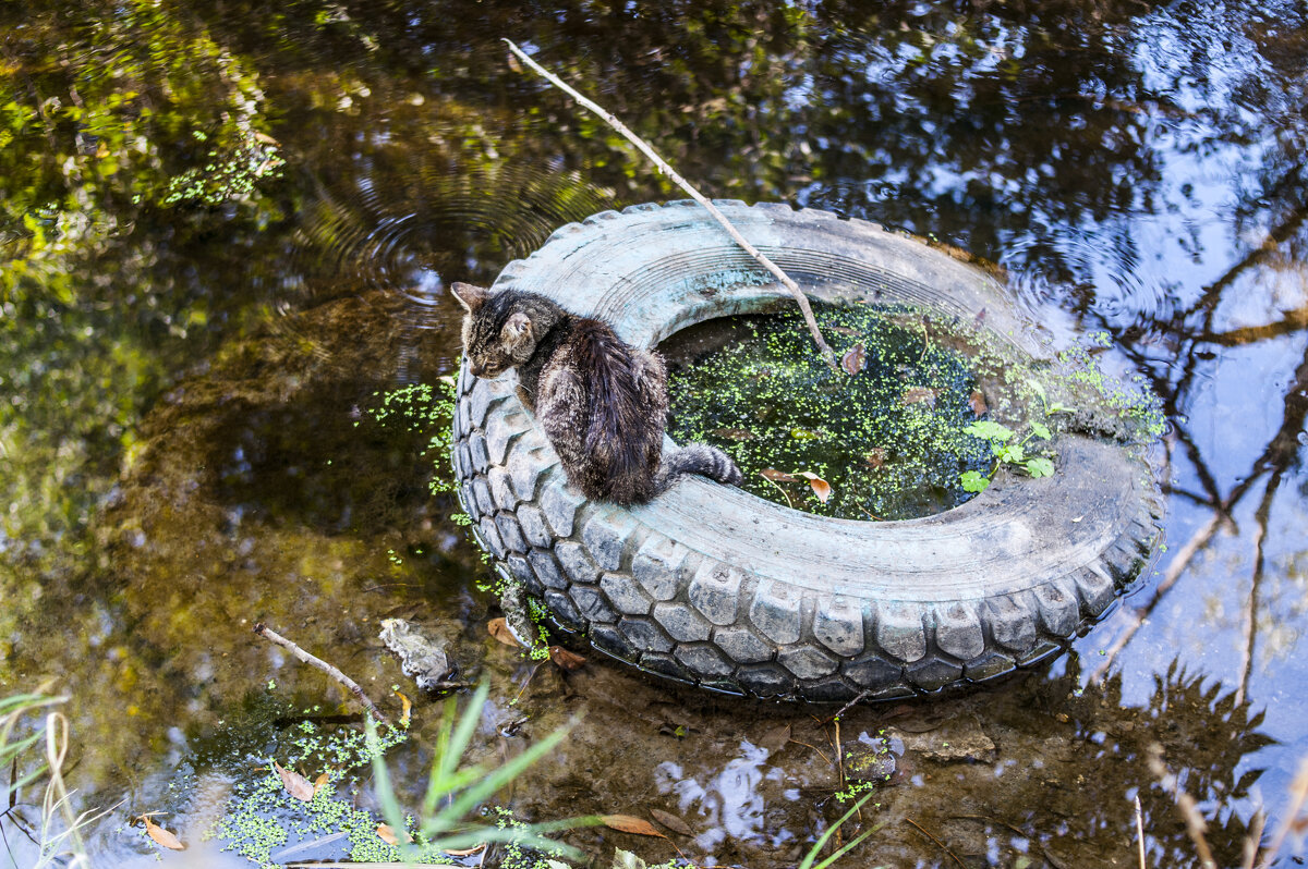 Печальный одноглазый Котейко - Коля Лукашов Печальный одноглазый Котейко - Коля Лукашов