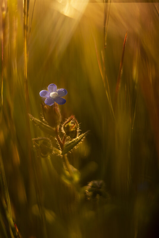 *** - Яна Горбунова *** - Яна Горбунова