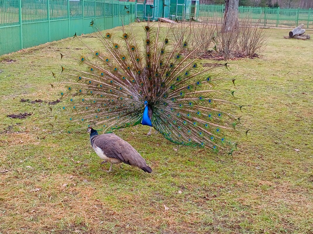 Павлин красуется перед павой. - Лия ☼