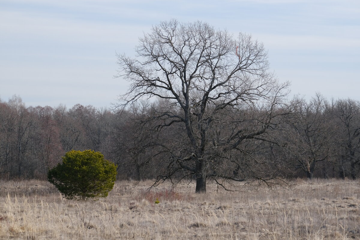 Контрасты весны - Андрей Зайцев