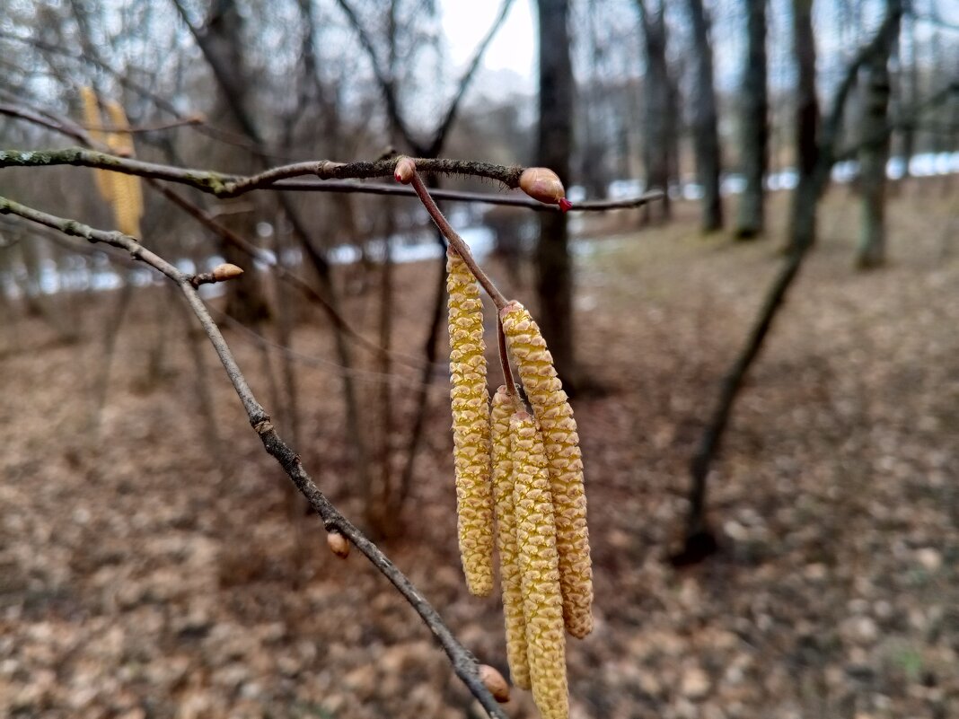Орешник - Сапсан 