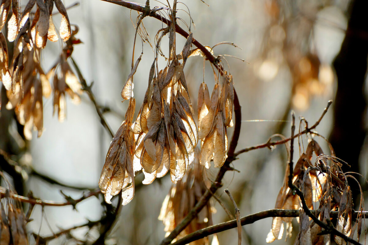 флора марта 2025 1 - Александр Прокудин флора марта 2025 1 - Александр Прокудин