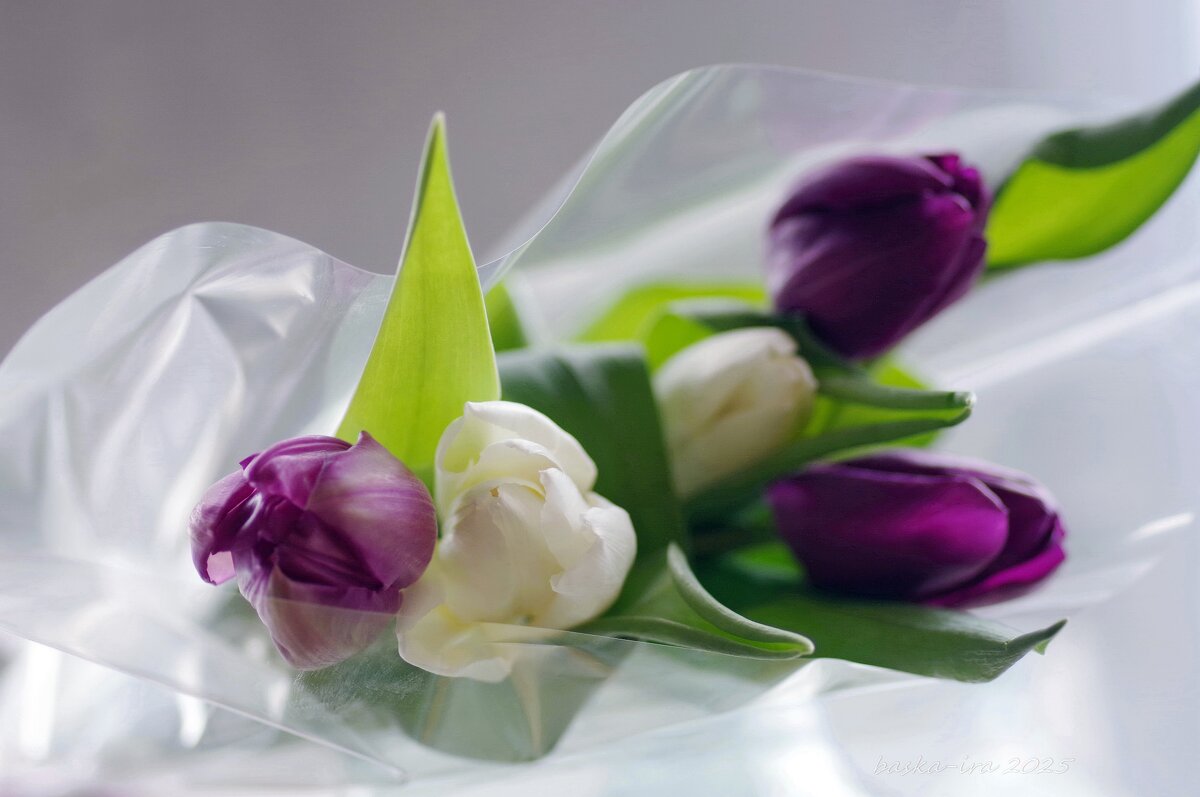 Тюльпаны к празднику - Ирина Баскакова Тюльпаны к празднику - Ирина Баскакова