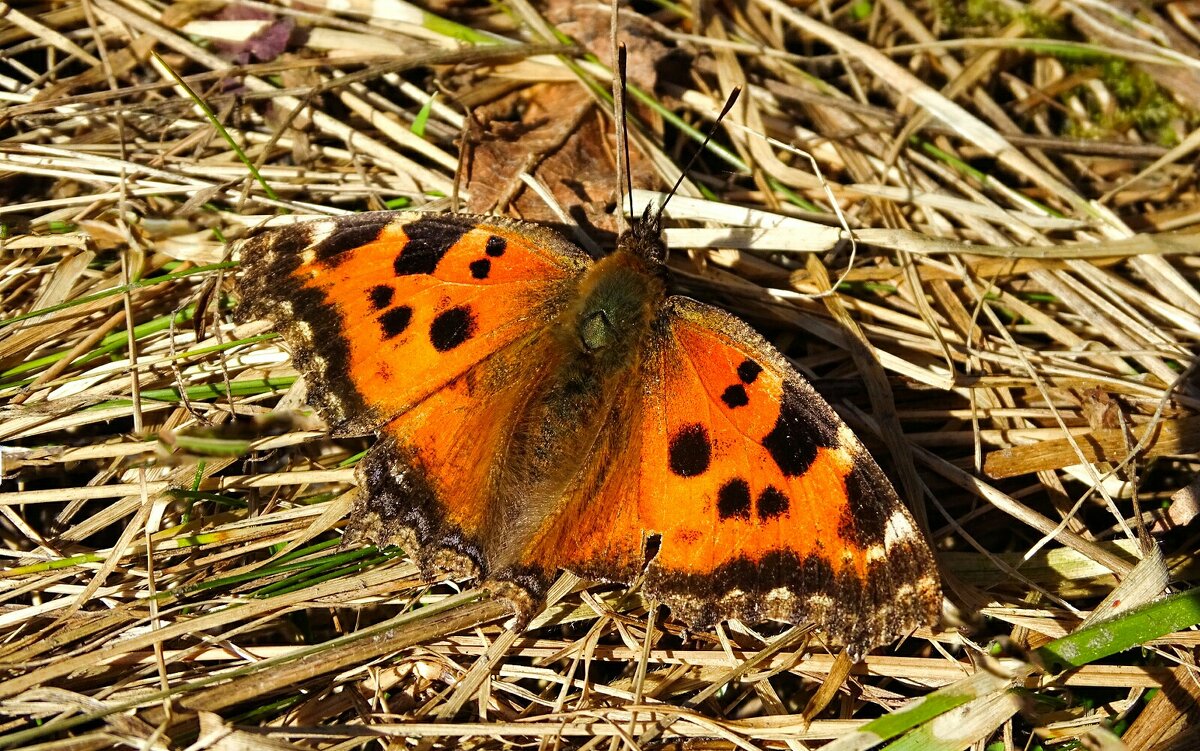 Первые бабочки этой весны. - Милешкин Владимир Алексеевич Первые бабочки этой весны. - Милешкин Владимир Алексеевич