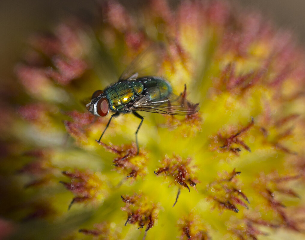 На цветке - Светлана Тихонина На цветке - Светлана Тихонина