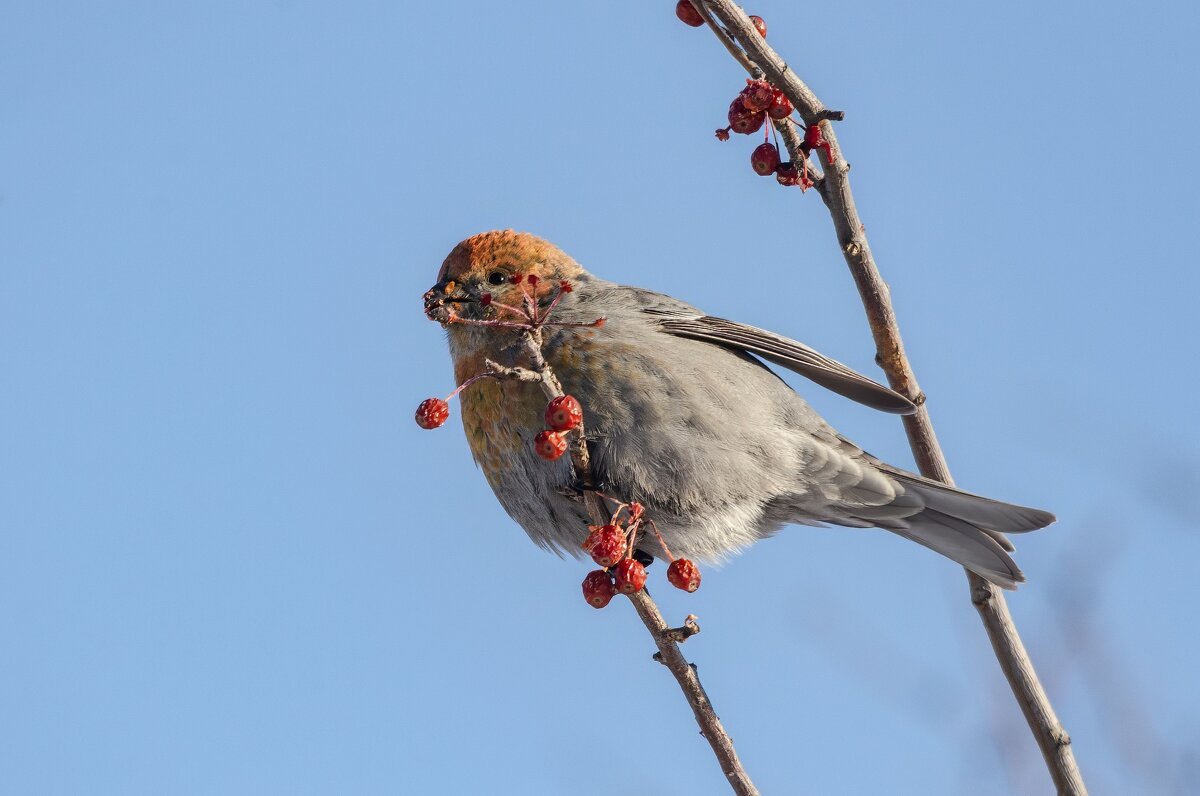 Щур. - Виктор Иванович Чернюк