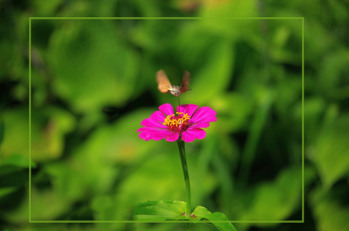 Русский колибри - Евгений 