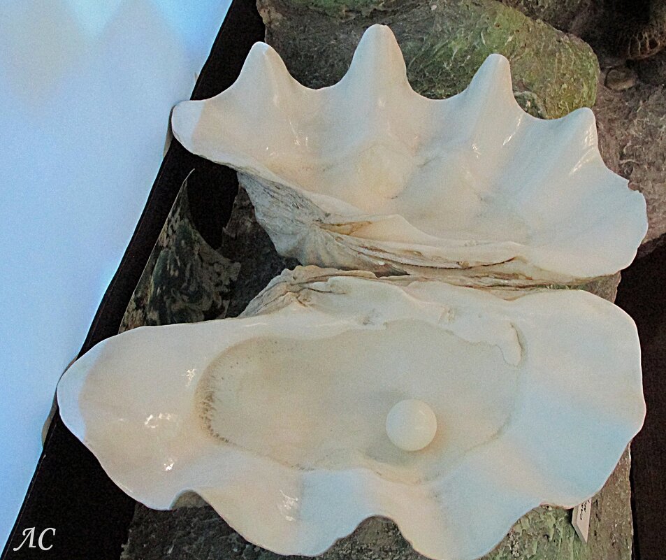 Морская раковина - Любовь Сахарова Морская раковина - Любовь Сахарова