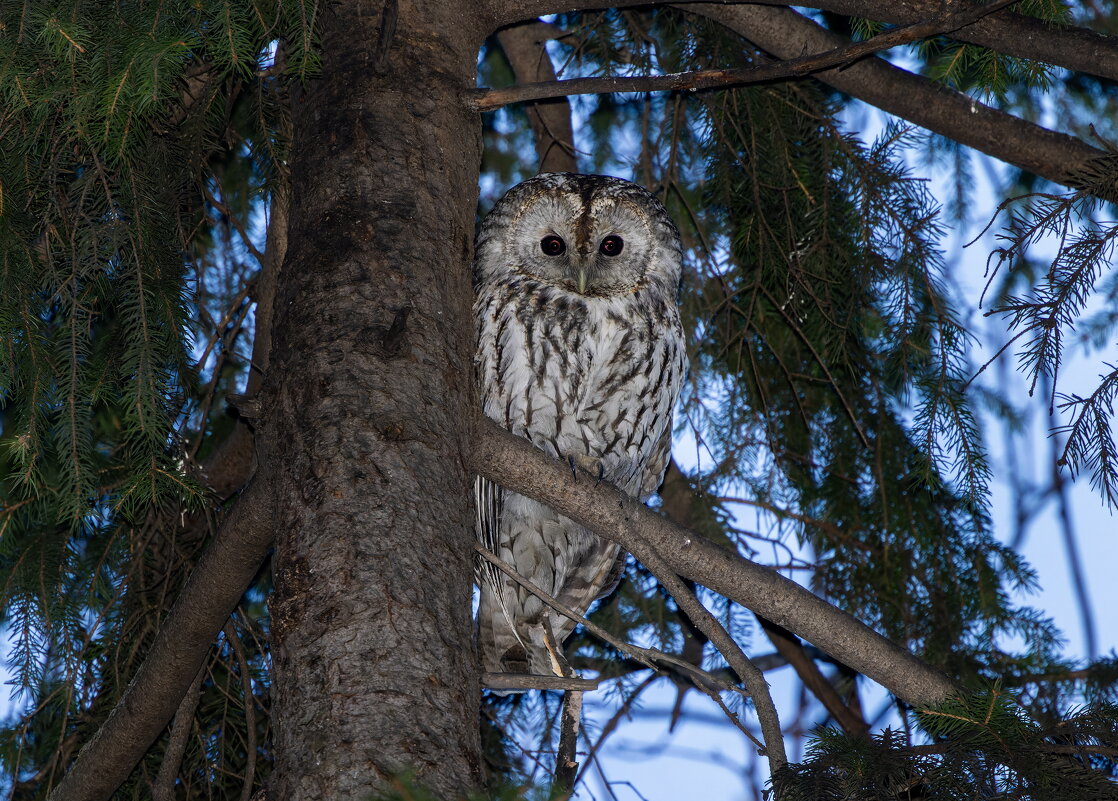 серая неясыть - юрий макаров