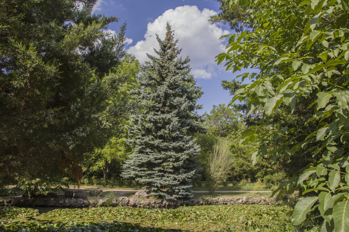 Лето в ботаническом саду - Валентин Семчишин Лето в ботаническом саду - Валентин Семчишин