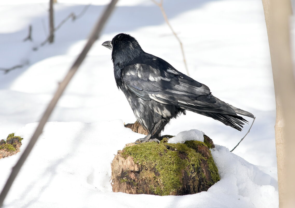 грач - Алексей .