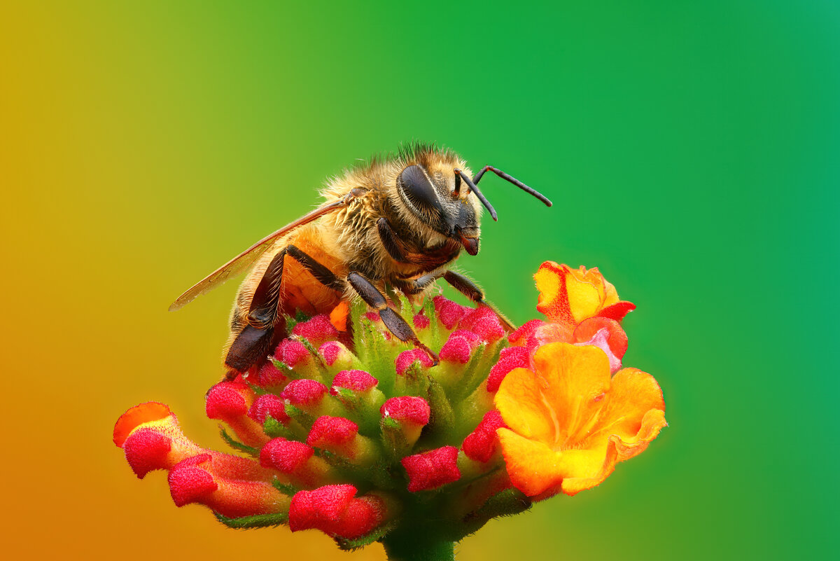 *** - Евгений Фруман *** - Евгений Фруман