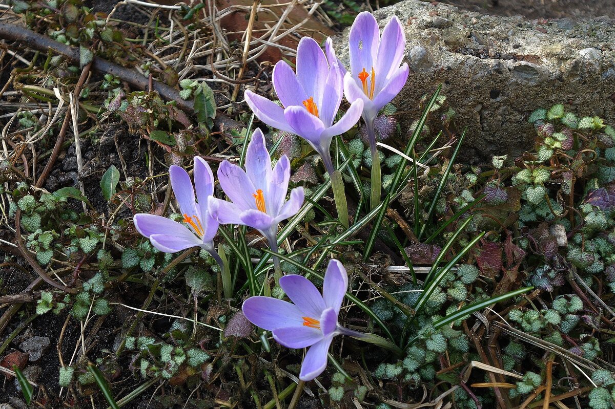 Первоцветы - Крокусы (шафран) - Рита Симонова Первоцветы - Крокусы (шафран) - Рита Симонова