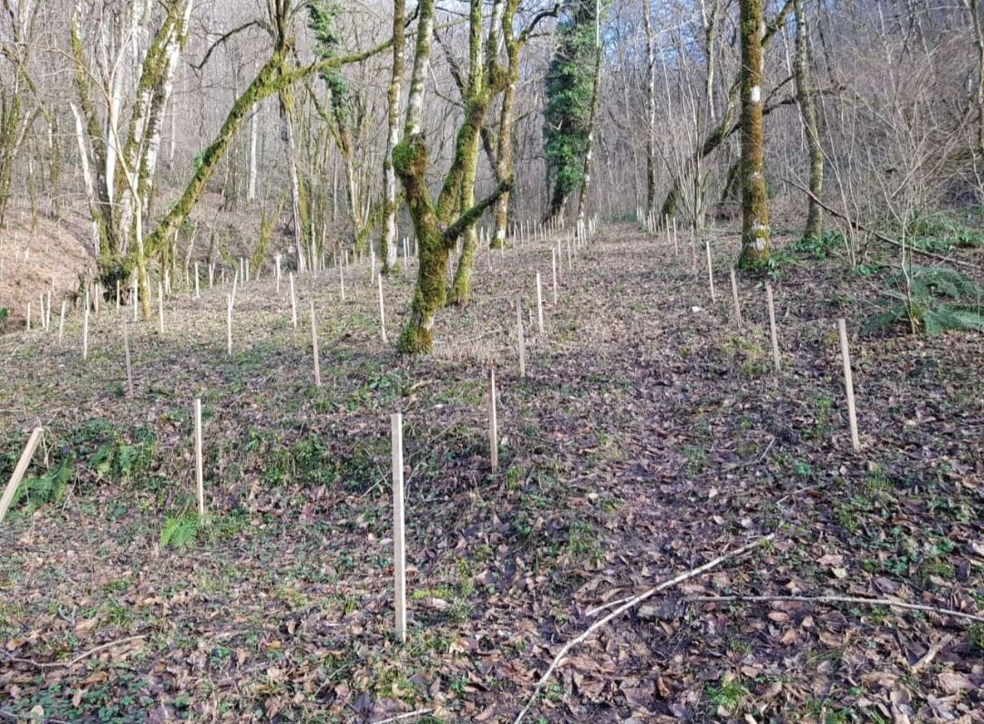 ОРЕХОВКА - Tata Wolf