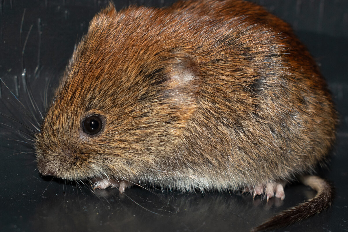 Портрет рыжей полёвки - Дарья Меркулова Портрет рыжей полёвки - Дарья Меркулова