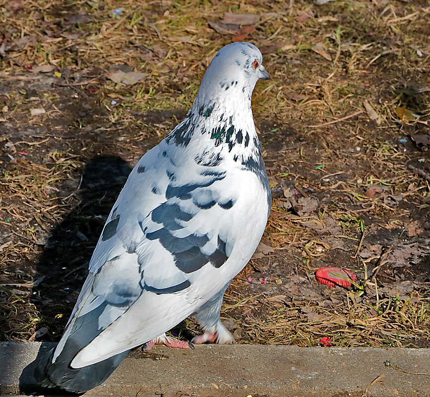 Голубь белокрылый - Светлана 