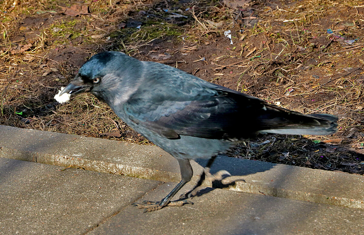 Вот галке где-то бог послал кусочек хлеба... - Светлана Вот галке где-то бог послал кусочек хлеба... - Светлана