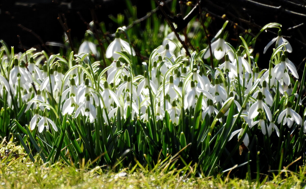 *** - ИННА ПОРОХОВА