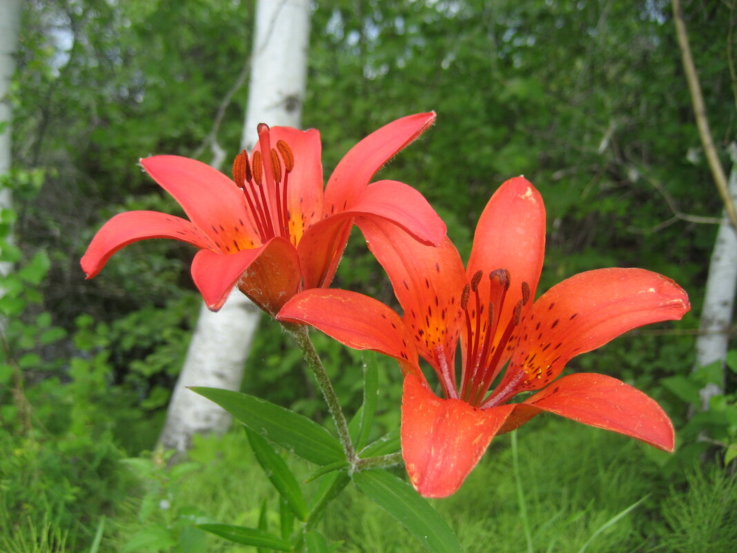 Лилия даурская - Anna Ivanova Лилия даурская - Anna Ivanova