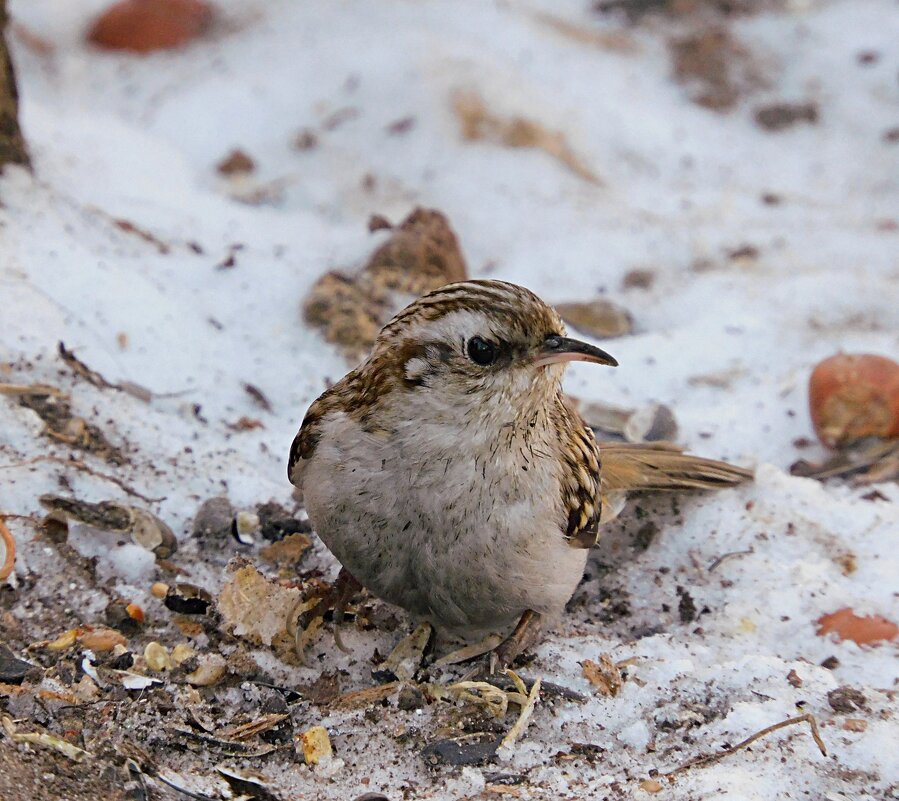 Пищуха - Лина 