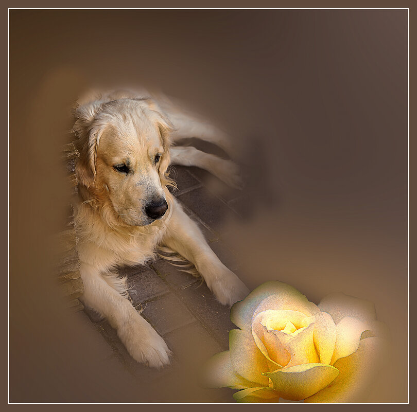 Билли и роза - Владимир Кроливец