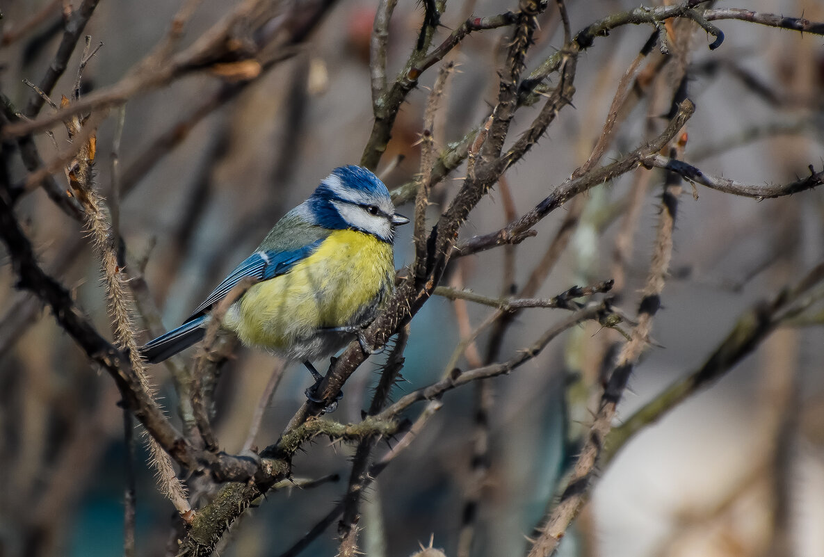 Лазоревка. - Sergey (Apg)