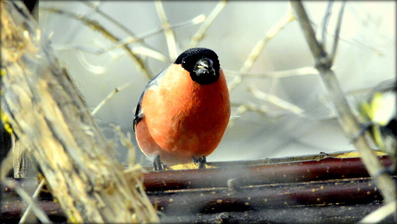 На кормушке .. - Сергей На кормушке .. - Сергей