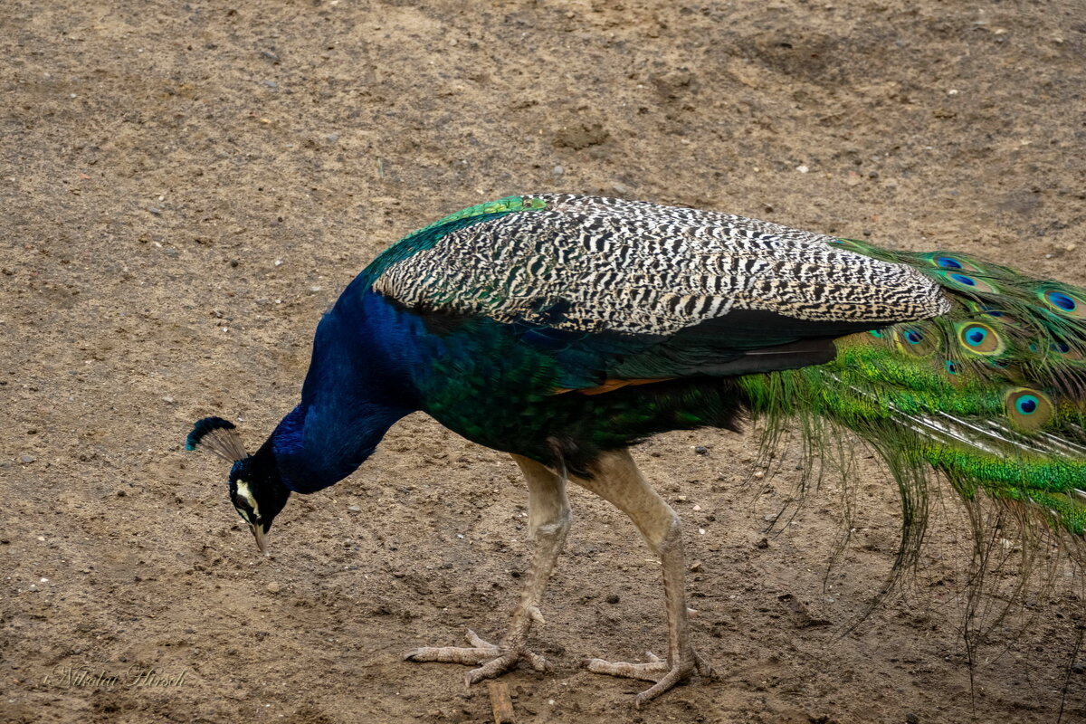 О павлине... - Николай Гирш О павлине... - Николай Гирш