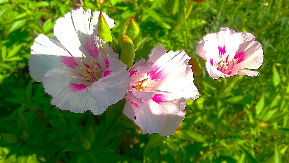 *** от солнца спрятаться в тени *** - Olga Oskolkova *** от солнца спрятаться в тени *** - Olga Oskolkova