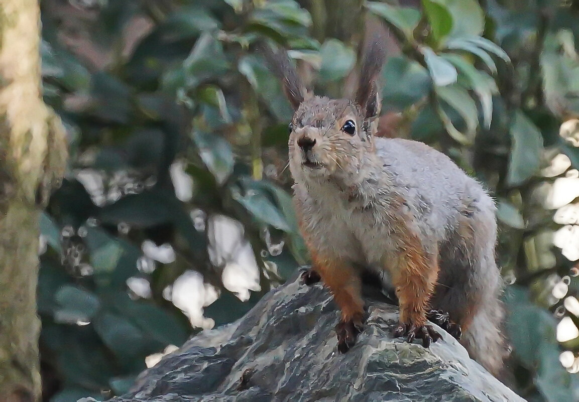 В парке... - Николай Саржанов В парке... - Николай Саржанов