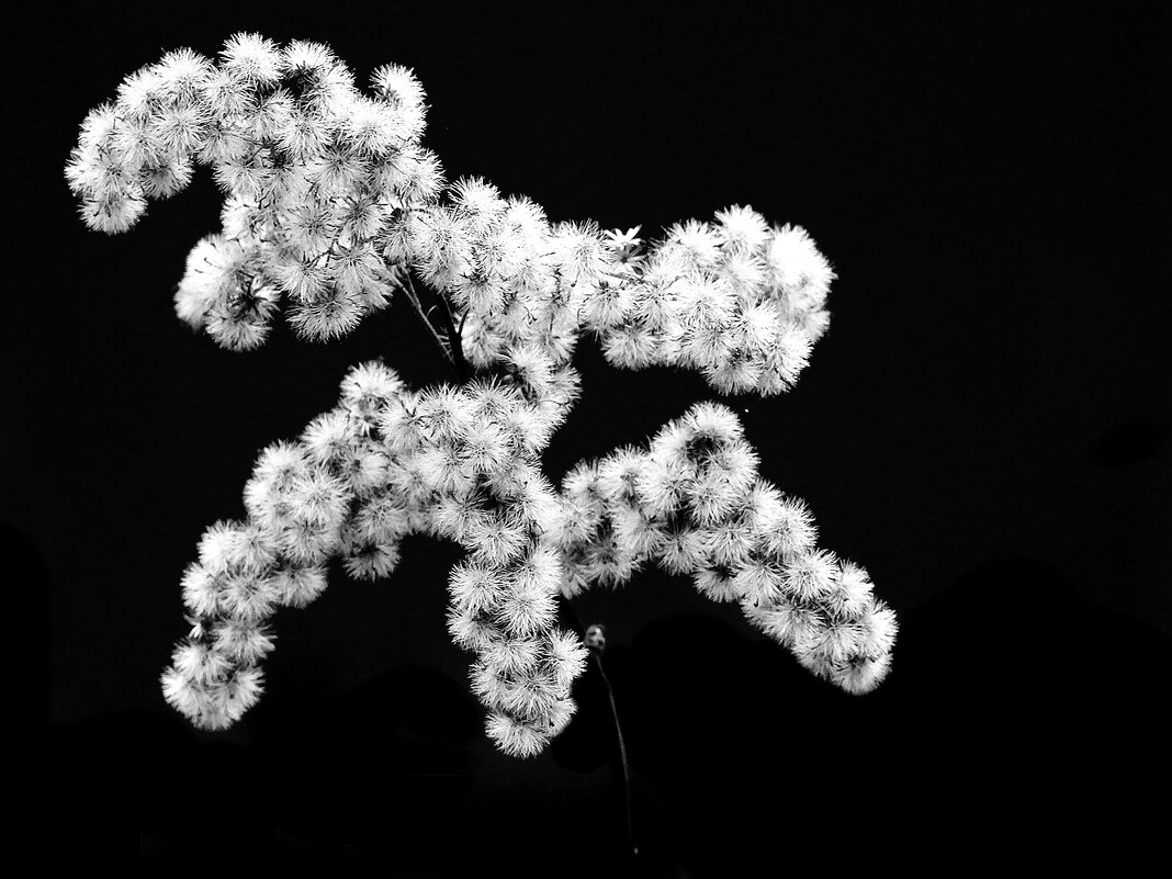 *** - Леонид leo