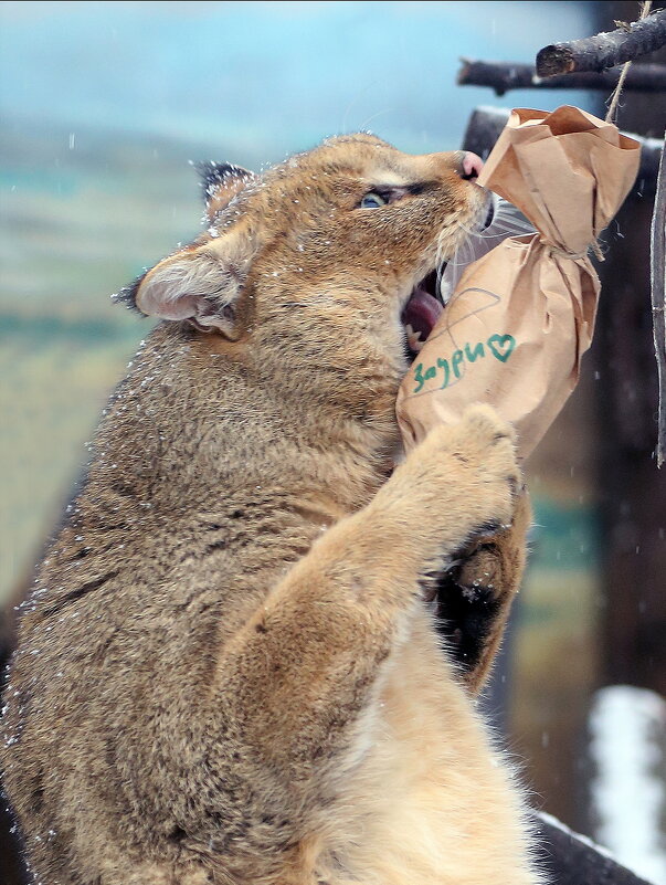 камышовый - Михаил Бибичков