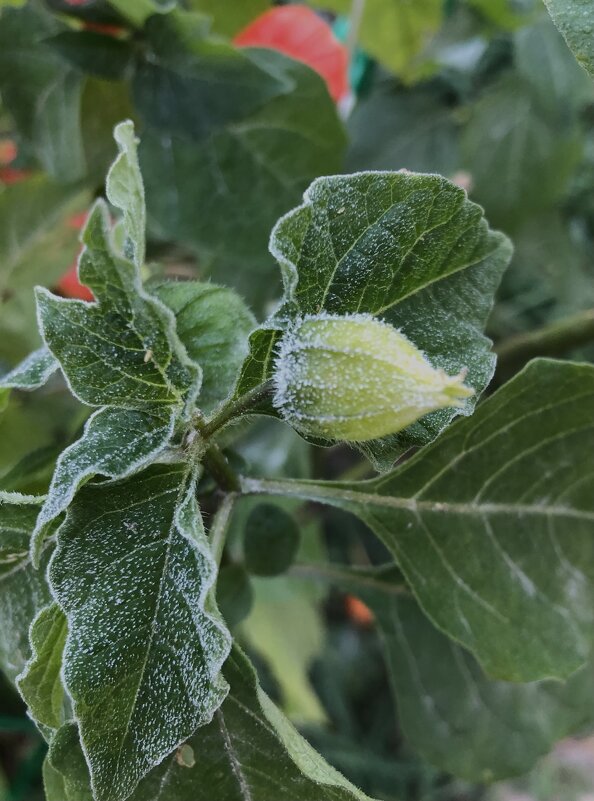 Первые заморозки - Маруся Маруся Первые заморозки - Маруся Маруся