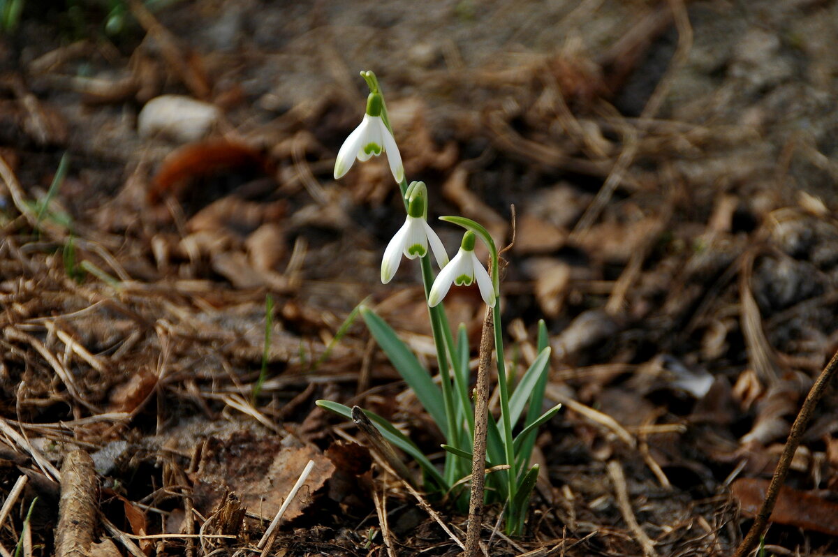 Весеннее трио - Елена Пономарева