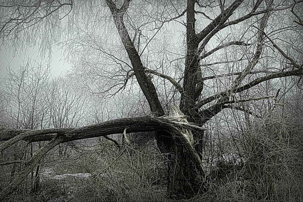 Пострадавшее древо ... - Владимир Шошин