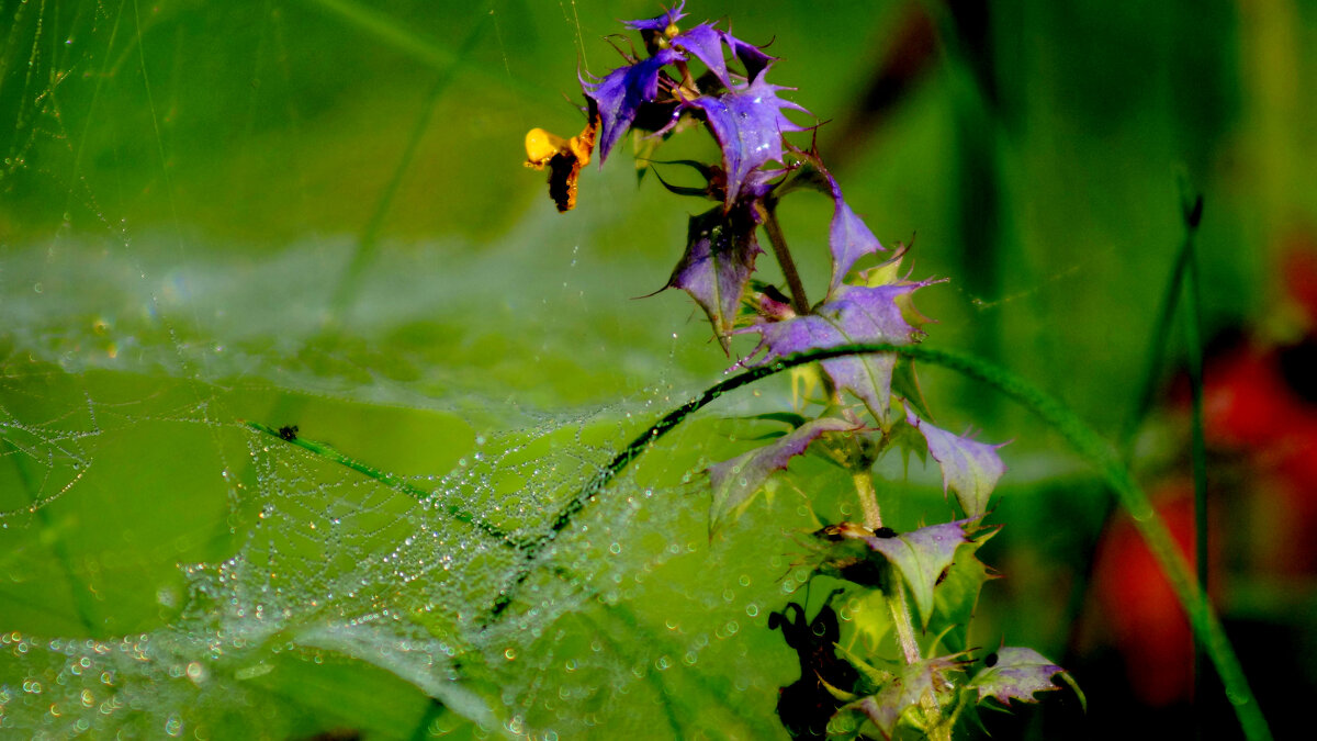 природные узоры 2 - Александр Прокудин природные узоры 2 - Александр Прокудин