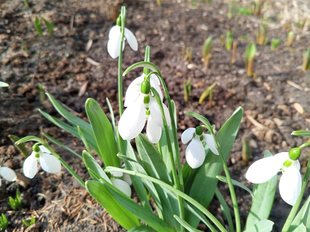 Галантус - Сапсан 